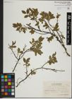 Foto von Salix herbacea L. x Salix lapponum L.